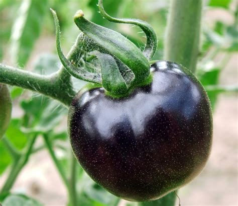 pomidor czarny kumato